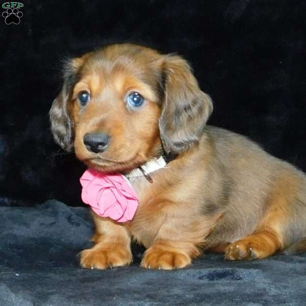 Jewel- mini, Dachshund Puppy